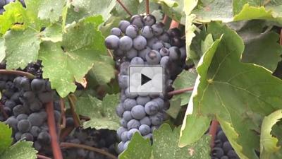 ACS Wine Symposium