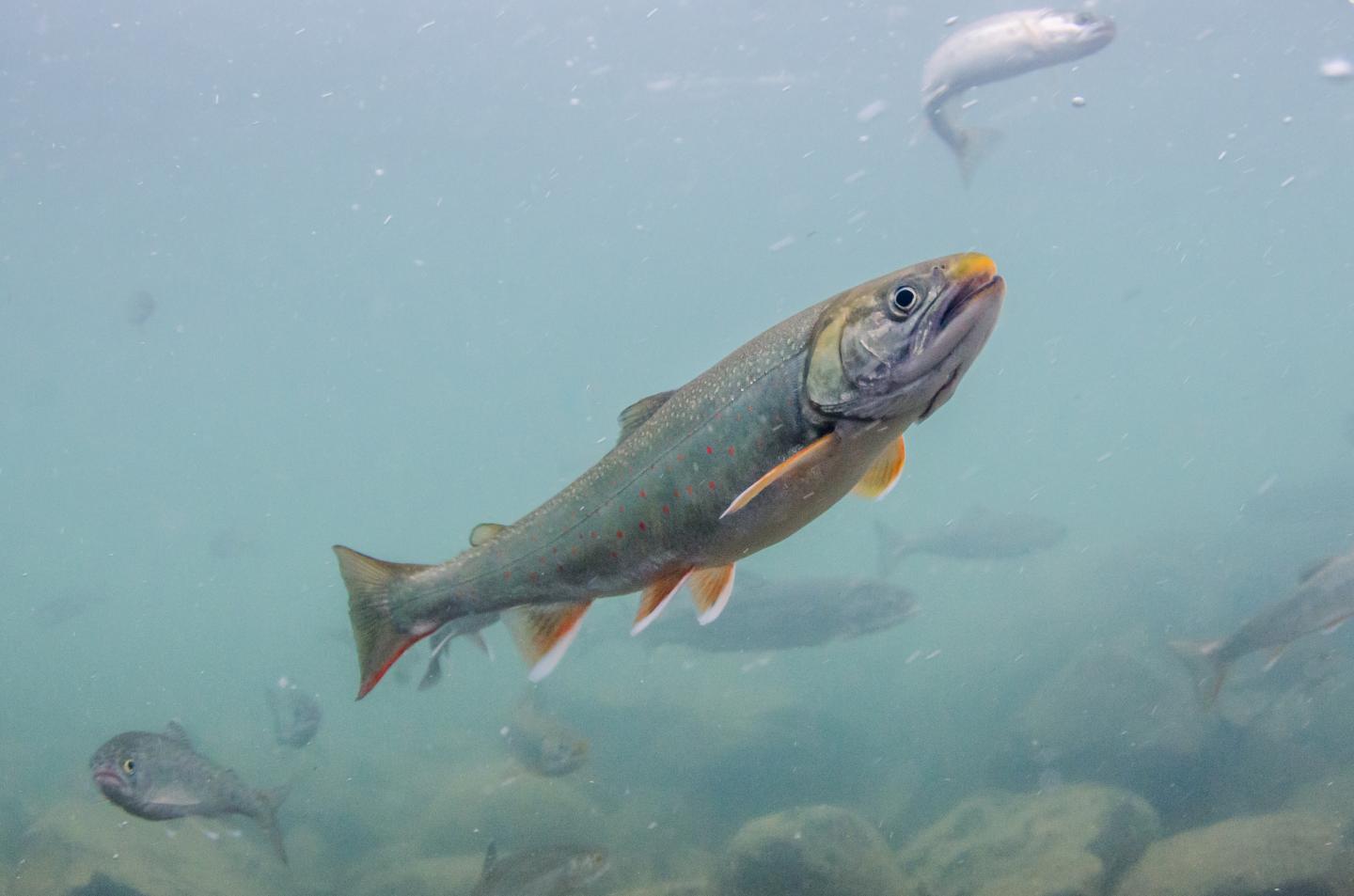 Dolly Varden