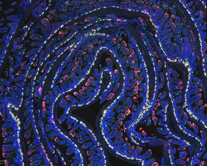 RNAscope image of small intestinal crypts