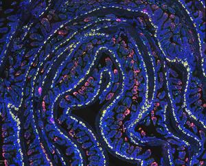 RNAscope image of small intestinal crypts
