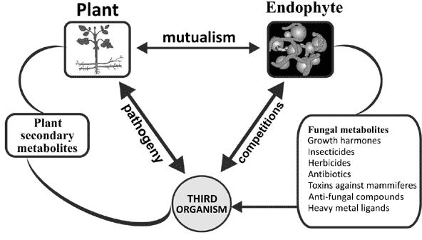 A Novel Anticandidal Compound Containing Sulfur from Endophytic Fungus Emericella sp