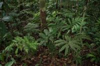 Ferns Collected