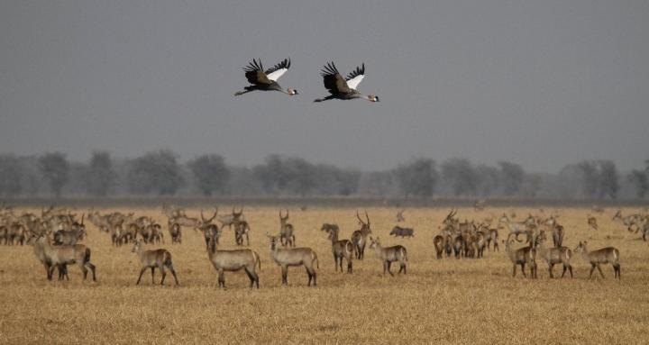 Protected Areas Could Help Large Herbivores Bounce Back after War