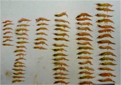 Krill Diet Distribution