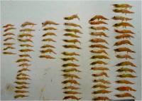 Krill Diet Distribution