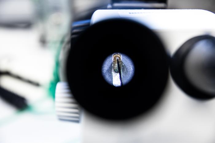 Fruit fly under a microscope
