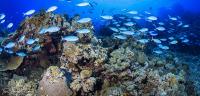 Simple framework helps future ocean studies