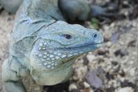 Blue Iguana (2 of 2)