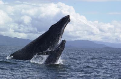 Humpback and Calf
