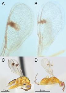 Two species of Bootanomyia dorsalis wasps