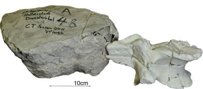 3D Print of Fossil