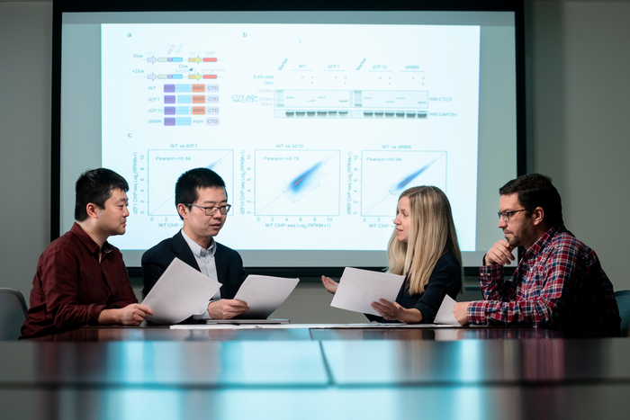 Scientists at St. Jude collaborated to better understand CTCF.