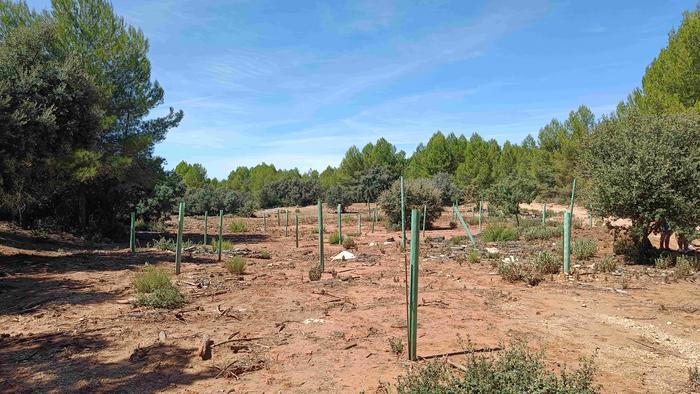 Wiederherstellung mediterraner Waldlandschaften mit geschützten Jungbäumen, Valencianische Gemein-schaft, Spanien – Forschende aus dieser Region waren an der Studie beteiligt.