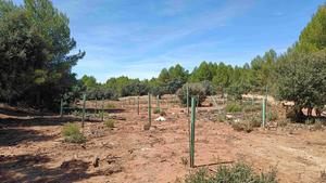 Wiederherstellung mediterraner Waldlandschaften mit geschützten Jungbäumen, Valencianische Gemein-schaft, Spanien – Forschende aus dieser Region waren an der Studie beteiligt.