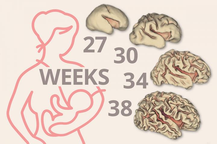 Brain Development Graphic