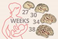 Brain Development Graphic