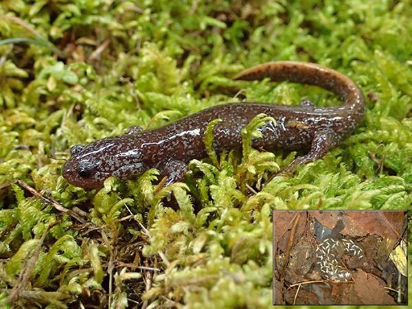Yamato Salamander