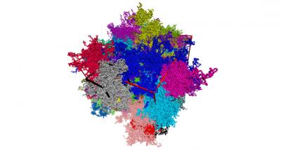 Ring Polymers