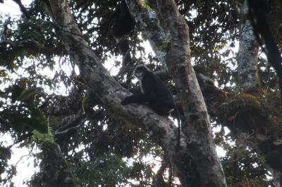 Female: <i>Rhinopithecus strykeri</i>