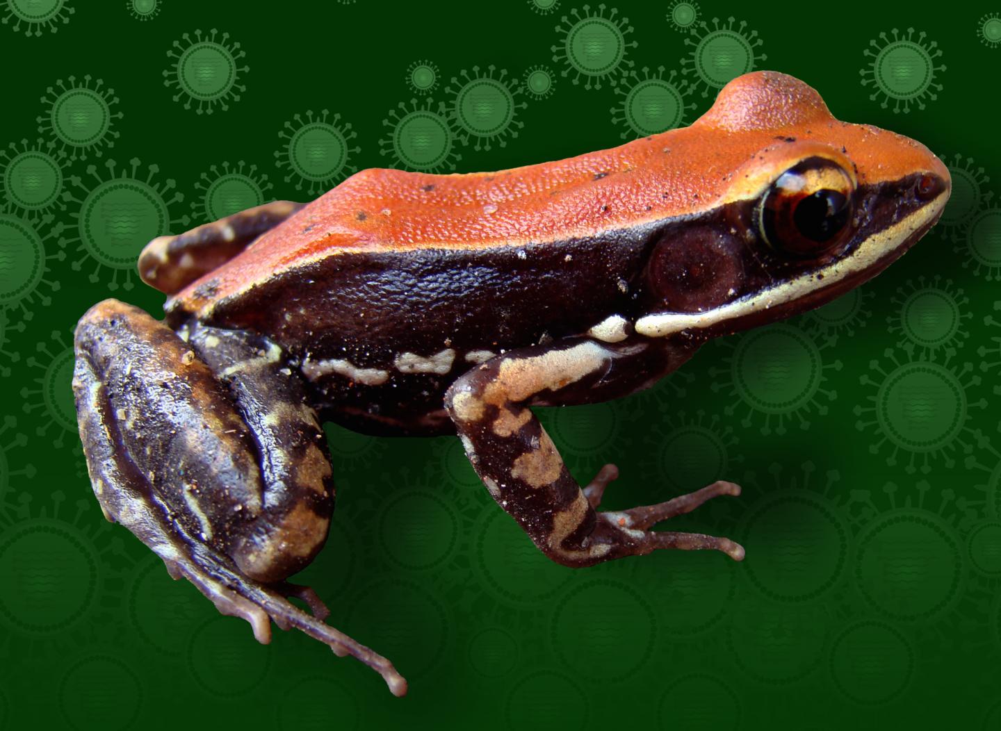 <em>Hydrophylax bahuvistara</em>