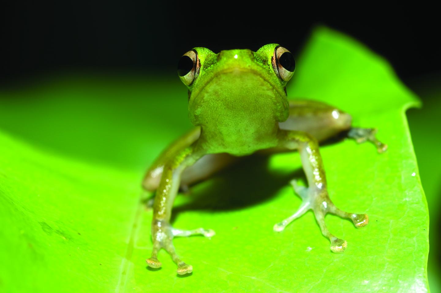 Asian True Frog