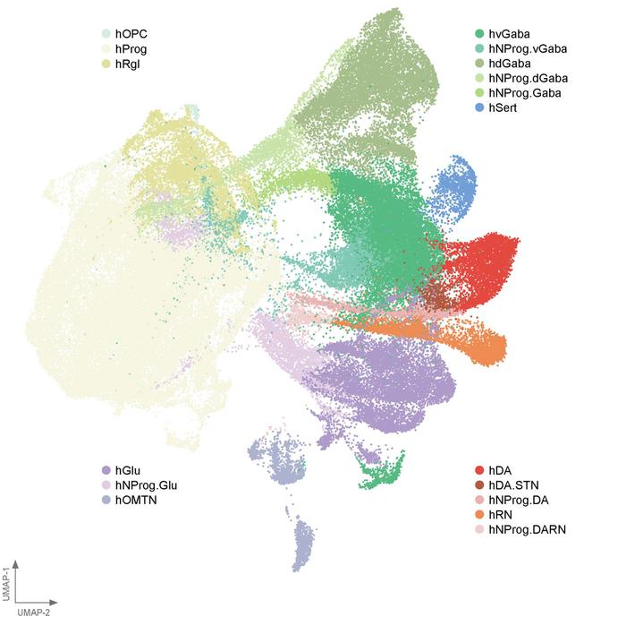 A BrainSTEM map of the different cell types in the midbrain