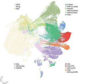 A BrainSTEM map of the different cell types in the midbrain