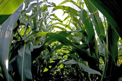 How Green is Corn?
