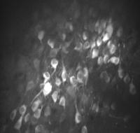 Illuminating Time Cells