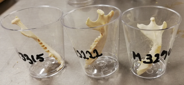 Hedgehog jawbones
