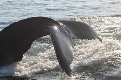 Humpback Whale in Stellwagen Bank