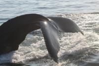 Humpback Whale in Stellwagen Bank