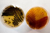 Biochemical Samples