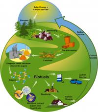 Cellulosic Biofuels Production Chain