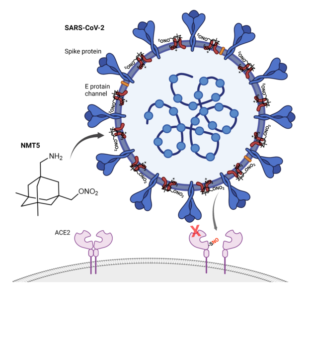 New drug has potential to turn COVID-19 virus against itself