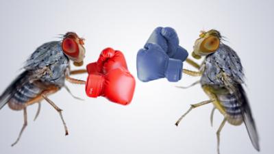 Fruit Flies Duke It Out