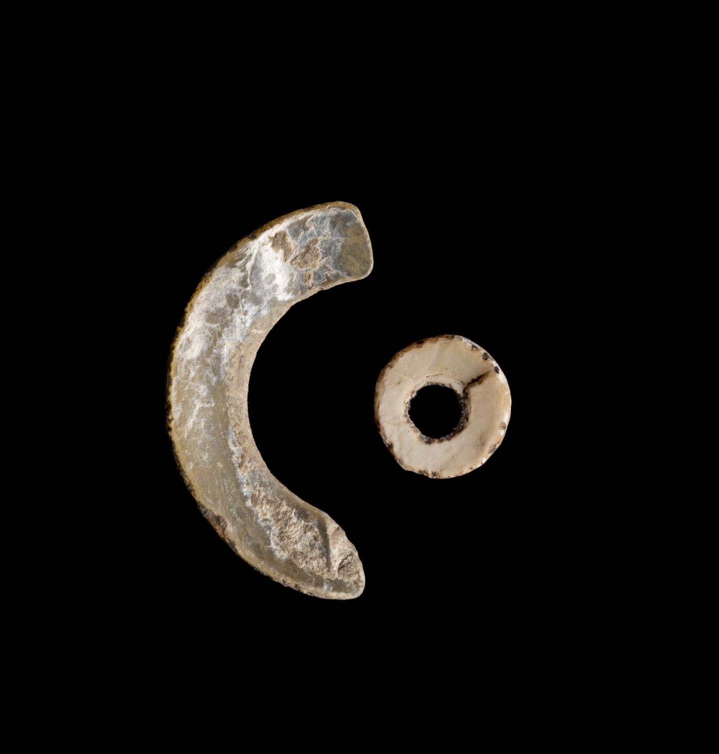 Mayan 'Sequins' Help Lead to New Family Tree for Mussel Group