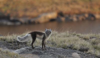 Arctic Fox