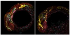 Gene Expression Changes in Zebrafish