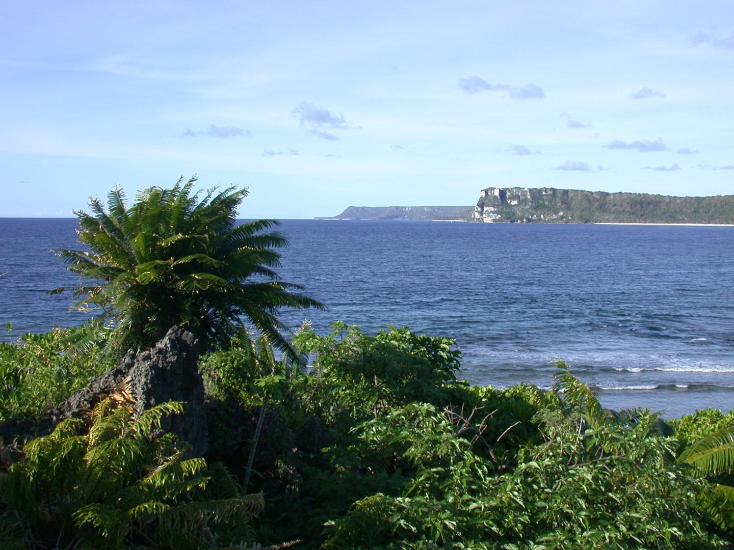Cycas micronesica