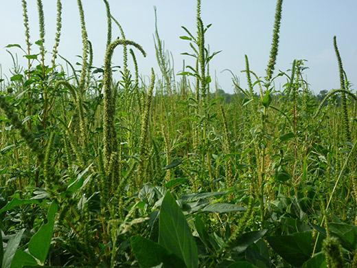 Palmer Amaranth
