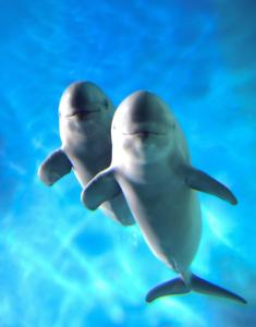 Finless porpoises at Shimonoseki City Aquarium Kaikyokan, Yamaguchi Prefecture