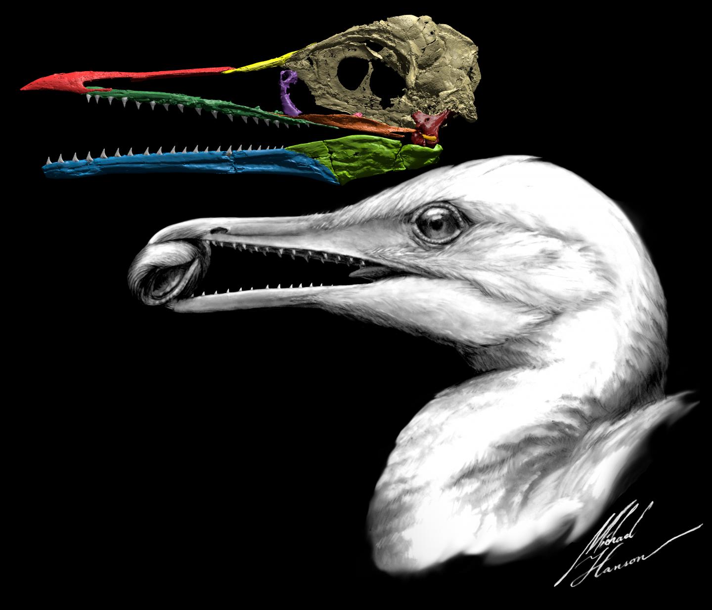 <i>Ichthyornis dispar</i>