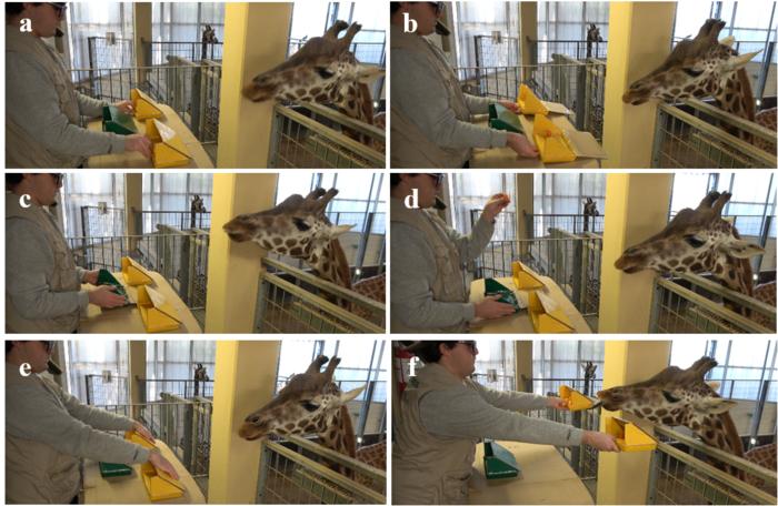 A study by the University of Barcelona shows that giraffes combine quantities similarly to addition