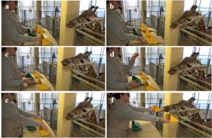 A study by the University of Barcelona shows that giraffes combine quantities similarly to addition