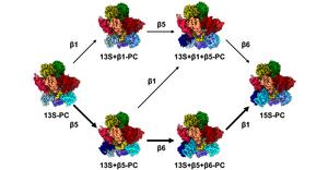 Assembly process of the proteasome in yeast cells