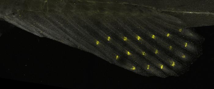 Fin of a juvenile cichlid fish