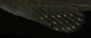 Fin of a juvenile cichlid fish