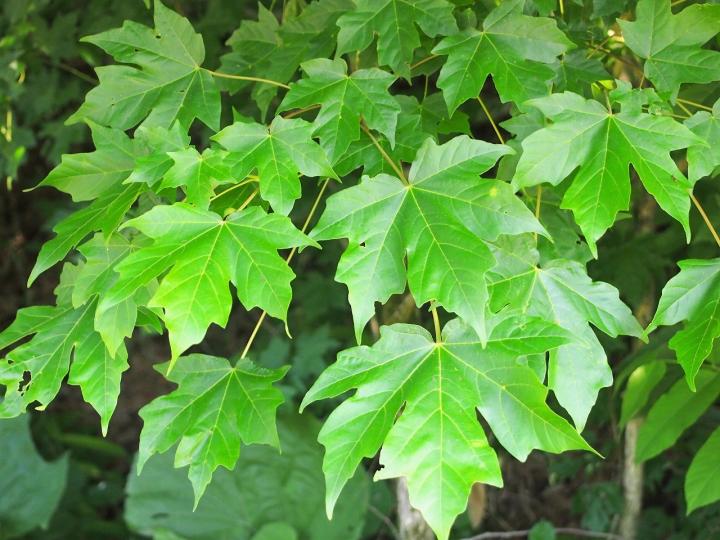 <i>Acer miyabei</i>