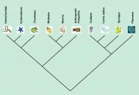 New Cladogram of Metazoans